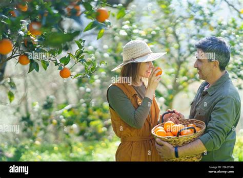 Couple Picking Organic Oranges From A Tree Stock Photo Alamy