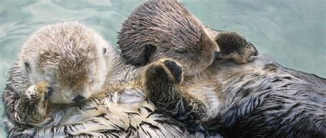 Sea Otters Holding Hands Cropped Sea Otter Wikipedia The Free