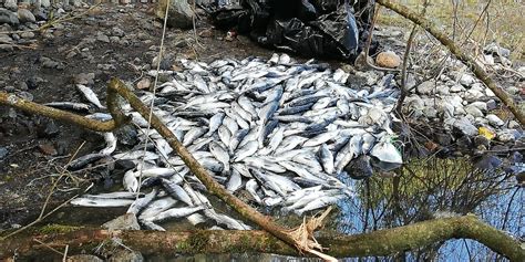 Sernapesca Incauta M S De Salmones En Lago Rupanco Radiosago