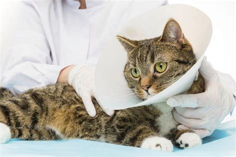 I don't know why it's doing it but it's really. Why Is My Cat Losing Hair in a Patch? | Cuteness