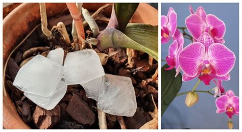 Watering Orchids With Ice Cubes Does It Really Work How Do You Do It