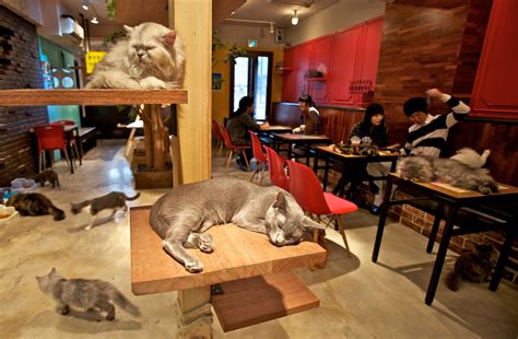 Koneko is new york city's first japanese cat cafe. Ann Arbor Cat Shelter
