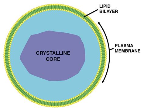 Feb 22, 2020 · plant cells have large vacuoles as compared to animal cells. Peroxisomal disorder - Wikipedia