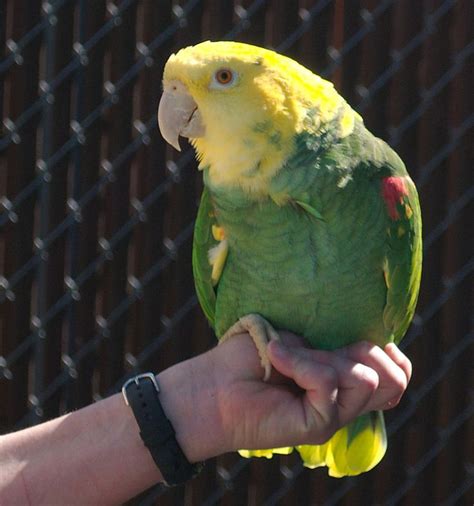 Pin On Double Yellow Headed Amazon Parrot