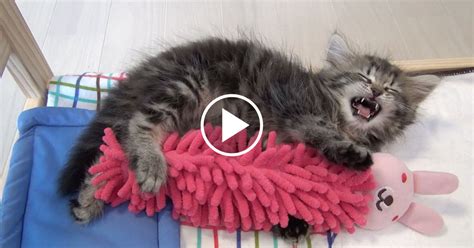 Toy truck pulls baby around. Sleepy Kitten Cuddling With His Bunny | Purrtacular