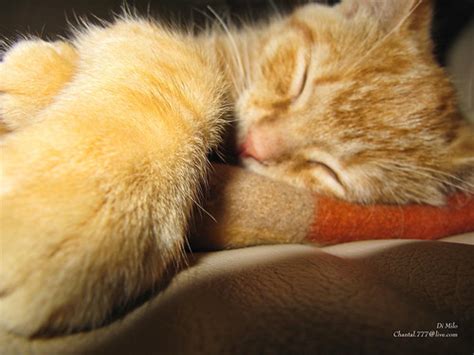 Di Milo Sleeping ~ Cute Kitty Cat Kitten Kitty Cat Kitt Flickr