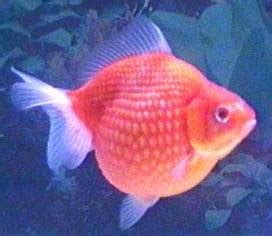 Bermimpi melihat ikan mas adalah pertanda musim yang tenang, kebebasan, dan harmoni untuk hidup kamu. happyday: Bisnis Ikan Mas Koki