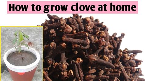 How To Grow Clove Plant At Home Youtube
