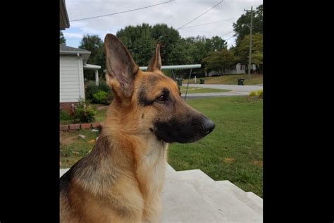 Browse thru our id verified puppy for sale listings to find your perfect puppy in your area. King Shepherd - German Shepherd Dog Puppies For Sale ...