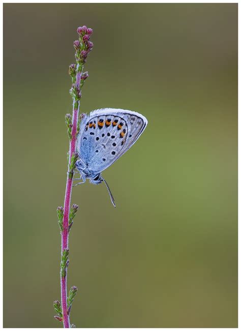 Silver Studded Blue Plebejus Argus A Male Silver Studded Flickr