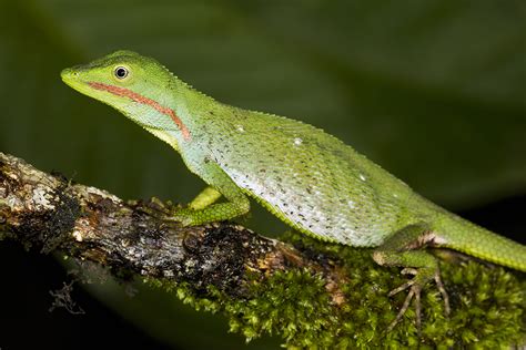 Photo Feature Meet The New Species Of Dragon Lizards From The Western