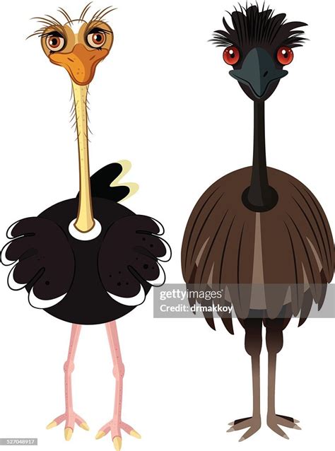 Ostrich High Res Vector Graphic Getty Images