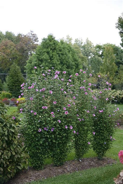 Purple Pillar® Rose Of Sharon Hibiscus Syriacus Rose Of Sharon