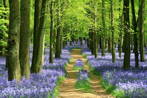 Top 5 Places To See Bluebell Woods In England World Wandering Kiwi