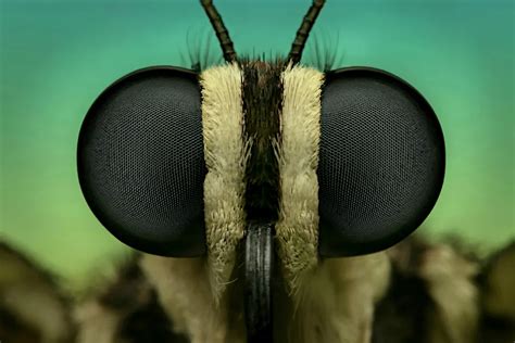 The Swallowtail Butterfly Face Smithsonian Photo Contest