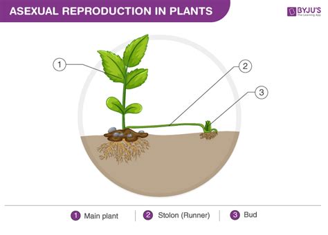 What Are 3 Ways Plants Can Reproduce Asexually