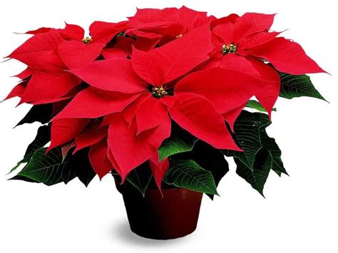 Christmas Poinsettia Wallpapers Wallpaper Cave