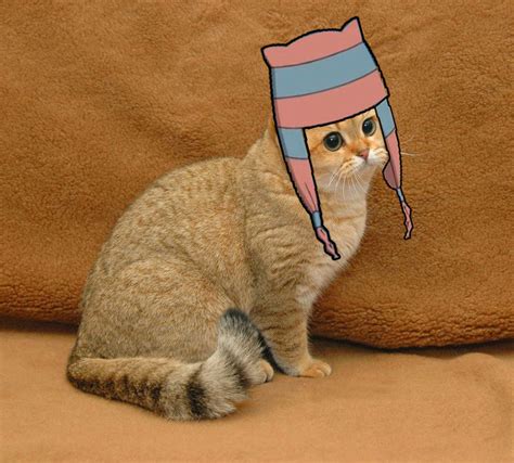 [image 85160] starecat grafics cat know your meme