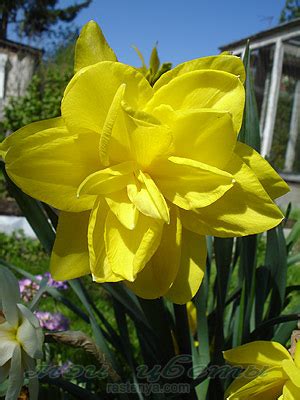 A table displaying which months are best to sow, plant and harvest. Нарцисс Голден Дукат - Narcissus Golden Ducat - фото ...