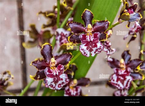 Dancing Lady Orchid Or Oncidium Orchid Or Golden Shower Orchid In