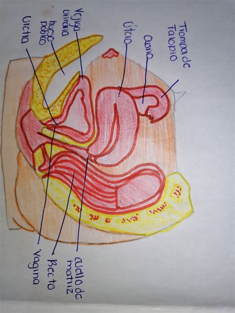 Anatomía Y Fisiología De Los Aparatos Reproductores