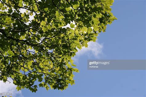 Green Leaves On Tree Branches Against Blue Sky High Res Stock Photo