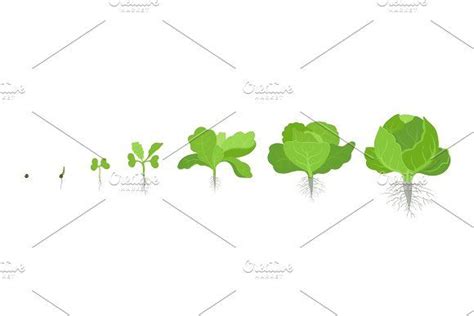 Check spelling or type a new query. Circular crop stages headed cabbage. | Cabbage plant ...
