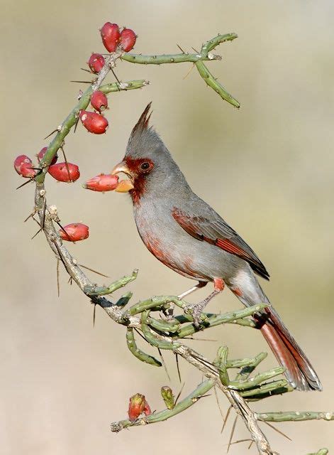 Pyrrhuloxia Desert Cardinal Beautiful Birds Bird Photography Pet