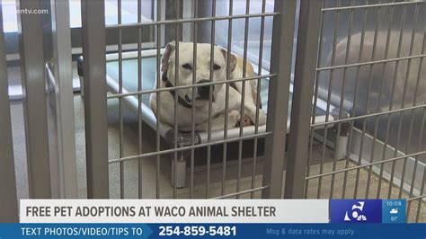 Free Dog Adoptions At Humane Society Of Central Texas