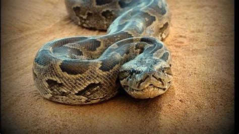 世界最大のヘビ・世界最長のヘビtop10 Youtube