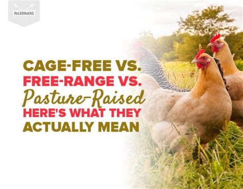 Cage Free Vs Free Range Vs Pasture Raised Heres What It All Means
