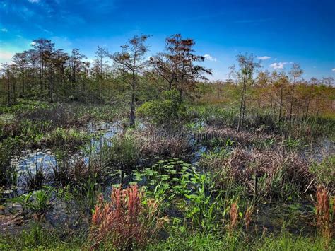 Marsh In Florida With Cypress Trees And Tall Grass Stock Photo Image