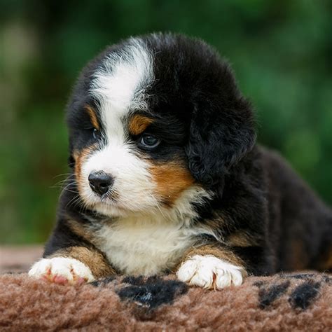 1 Bernese Mountain Dog Puppies For Sale In Florida