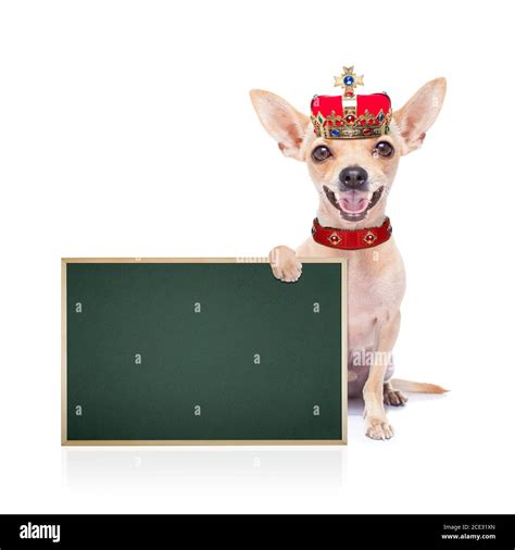 Crown King Dog Stock Photo Alamy