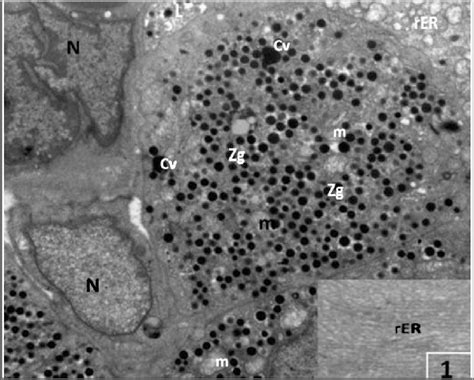 E Electron Micrograph Of Pancreatic Exocrine Cells From Control Mole