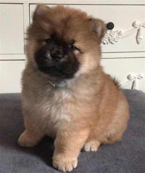 Beautiful Kc Registered Red Chow Chow Puppies Fully Vaccinated In