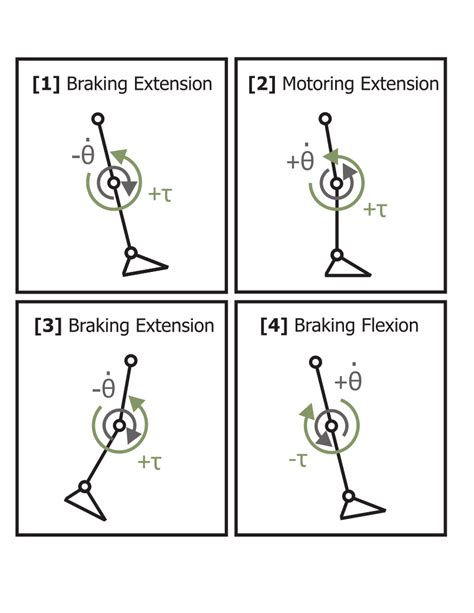 Schematic Of The Human Knee Joint Biomechanics During Level Ground