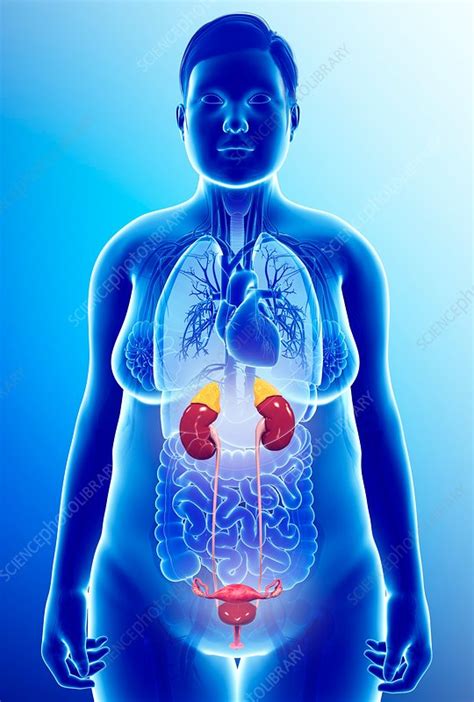 Female Urinary System Illustration Stock Image F0158974 Science