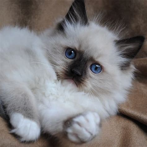 Purebred Ragdoll Kittens For Sale Midwest Ragdolls
