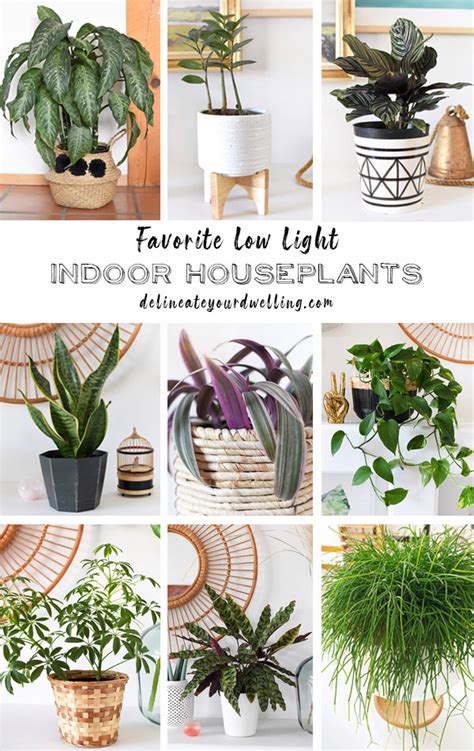 15 Of My Favorite Low Light Houseplants Delineate Your Dwelling
