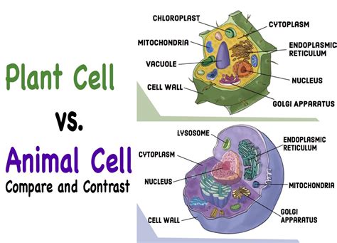 Animal Cell Vs Plant Cell Plant And Animal Cells Cell Diagram Images