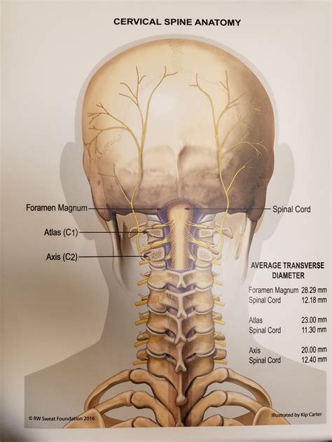 Laminated Cervical Spine Anatomy Poster Sweat Institute