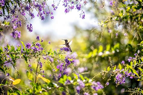 Purple Flower Bird Wildlife Hummingbird Flower Spring Wallpaper