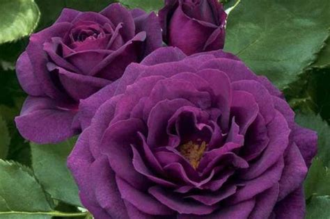 18 Fragrant Roses To Perfume Your Garden Rose Gardening Purple