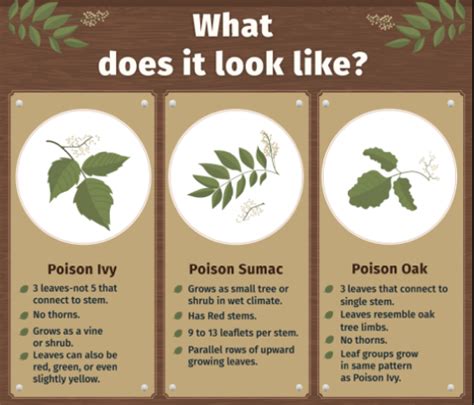 Visual Guide To Poisonous Plants 703