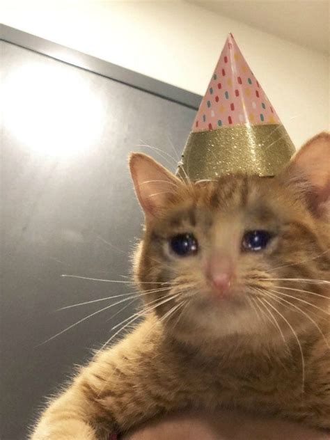 Crying Cat Memes Is The New Craze Among Catizens 30