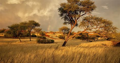 Namibia Africa Savanna 4k Ultra Hd Wallpaper Landscape Wallpaper