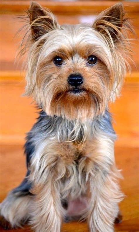 1307 best Yorkie Love!! images on Pinterest | Pets, Baby ...