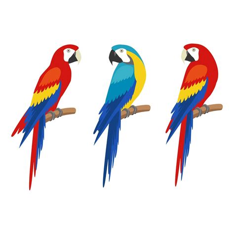 Set Of Parrots On A White Background Vector 2991962 Vector Art At Vecteezy