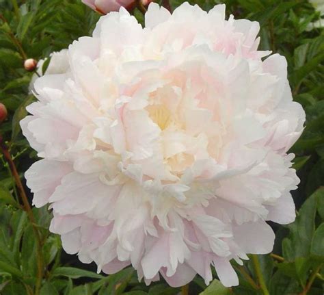 Moon River Blush Pink Double Herbaceous Peony Paeonia Kelways Pioner